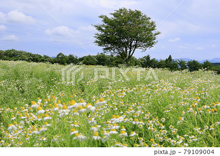 青山リゾート 満開のカモミールとラベンダーの写真素材