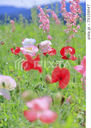 青山リゾート 満開のカモミールとラベンダー 青山リゾート 満開のカモミールとラベンダー 79109047