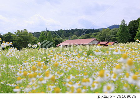 青山リゾート 満開のカモミールとラベンダー 青山リゾート 満開のカモミールとラベンダー 79109078