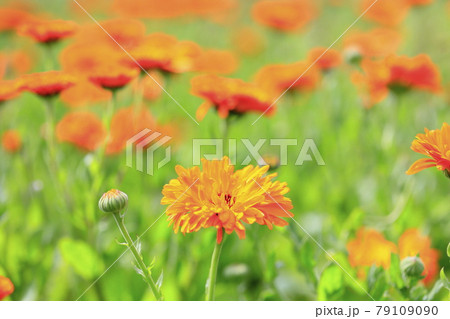 青山リゾート 満開のカモミールとラベンダーの写真素材