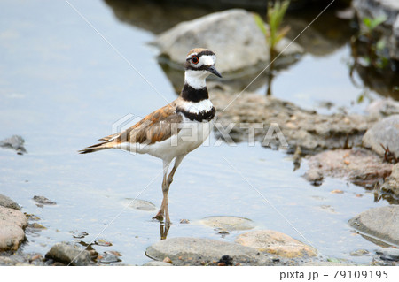 killdeer plover bird or Charadrius vociferus wading at lake edge in shallow water among rocks killdeer plover bird or Charadrius vociferus wading at lake edge in shallow water among rocks 79109195