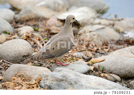 Mourning dove bird or Zenaida macroura camouflaged by rocks and debris by lake edge 79109231
