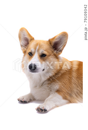 corgi dog isolated 79109342
