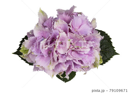 Hortensia on white background 79109671