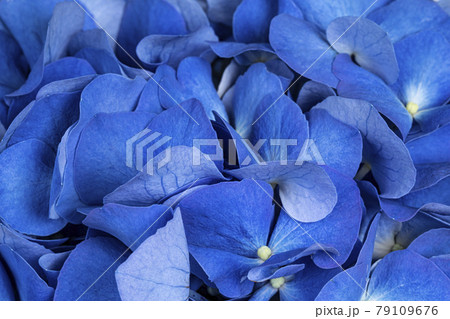 Hortensia full fram macro Hortensia full fram macro 79109676