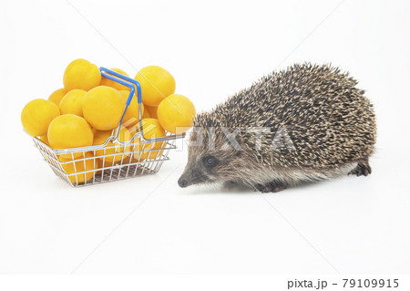 European hedgehog next to a basket of apricots on a white background European hedgehog next to a basket of apricots on a white background 79109915