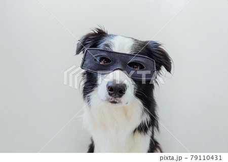 Funny portrait of cute dog border collie in superhero costume isolated on white background. Puppy wearing black super hero mask in carnival or halloween. Justice help strenght concept. Funny portrait of cute dog border collie in superhero costume isolated on white background. Puppy wearing black super hero mask in carnival or halloween. Justice help strenght concept. 79110431