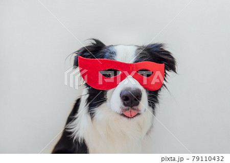 Funny portrait of cute dog border collie in superhero costume isolated on white background. Puppy wearing red super hero mask in carnival or halloween. Justice help strenght concept. 79110432