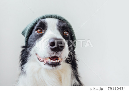 Funny portrait of cute smiling puppy dog border collie wearing warm knitted clothes hat isolated on white background. Winter or autumn portrait of new lovely member of family little dog. Funny portrait of cute smiling puppy dog border collie wearing warm knitted clothes hat isolated on white background. Winter or autumn portrait of new lovely member of family little dog. 79110434