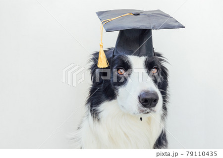 Funny proud graduation puppy dog border collie with comical grad hat isolated on white background. Little dog in graduation cap like student professor. Back to school. Cool nerd style, Funny pet 79110435