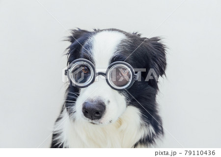 Funny portrait of puppy dog border collie in comical eyeglasses isolated on white background. Little dog gazing in glasses like student professor doctor. Back to school. Cool nerd style. Funny pets. 79110436
