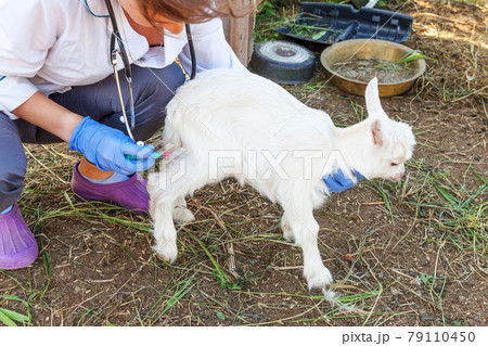 Veterinarian woman with syringe holding and injecting goat kid on ranch background. Young goatling with vet hands, vaccination in natural eco farm. Animal care, modern livestock, ecological farming. 79110450