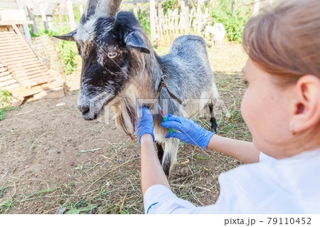 Veterinarian woman with syringe holding and injecting goat on ranch background. Young goat with vet hands, vaccination in natural eco farm. Animal care, modern livestock, ecological farming. 79110452