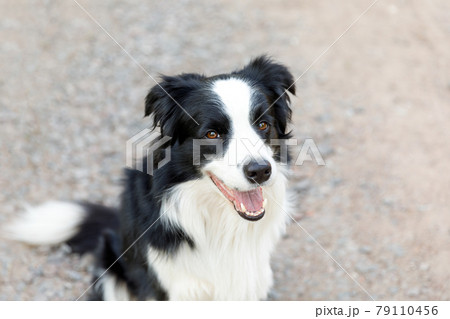Outdoor portrait of cute smiling puppy border collie sitting on park background. Little dog with funny face in sunny summer day outdoors. Pet care and funny animals life concept. 79110456