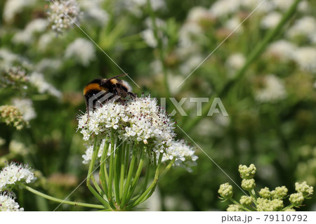 Bumble Bee Pollinating a Wild Flower in a Meadow Bumble Bee Pollinating a Wild Flower in a Meadow 79110792