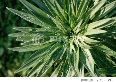 green flower background. lily green buds. summer poster or wallpaper. top view of flower with water drops. beautiful garden plant green flower background. lily green buds. summer poster or wallpaper. top view of flower with water drops. beautiful garden plant 79111391