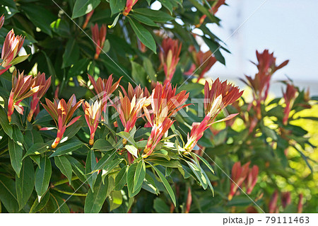 赤っぽいタブノキの新芽(四月) 赤っぽいタブノキの新芽(四月) 79111463