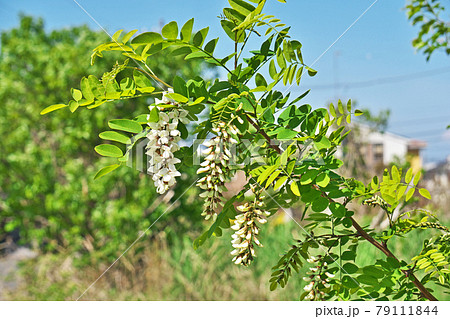 白いニセアカシアの花 白いニセアカシアの花 79111844