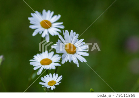 A group of spontaneous daisies A group of spontaneous daisies 79111869