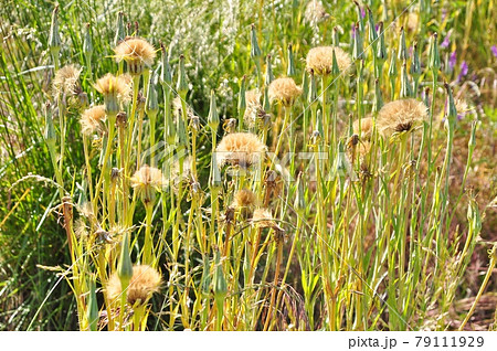 群生するバラモンジンの綿毛 群生するバラモンジンの綿毛 79111929