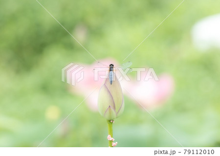 開花前の蓮の花に留まる蜻蛉 79112010