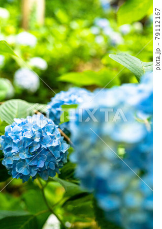 紫陽花 紫陽花 79112167