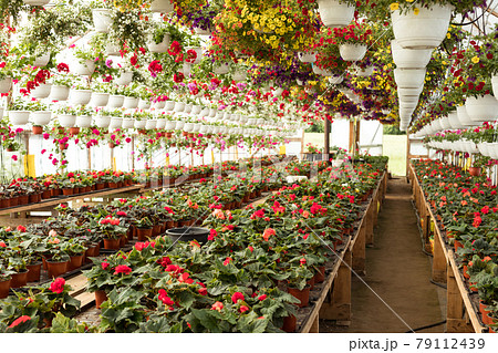 Large flower greenhouse, plant nursery with potted various flowers and hanging baskets 79112439