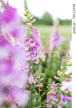 Bumblebee pollinating a perennial flower delphinium or larkspur using its unique method buzz pollination 79112446