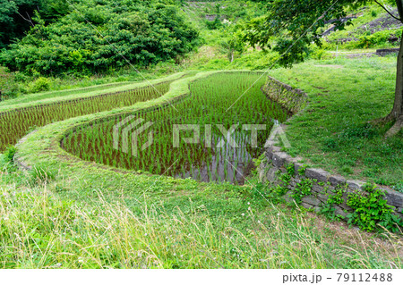 棚田の風景　夏の八王子市栃谷戸公園 79112488