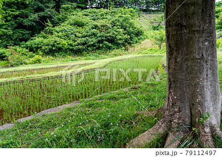 棚田の風景　夏の八王子市栃谷戸公園 79112497