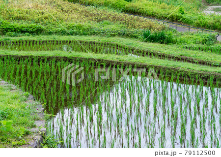 棚田の風景　夏の八王子市栃谷戸公園 79112500