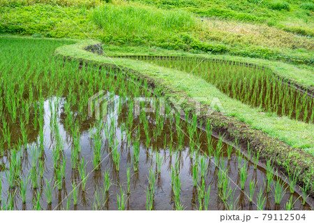 棚田の風景　夏の八王子市栃谷戸公園 79112504