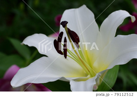 左上を向いた白いゆりの花 (日比谷公園) 79112512