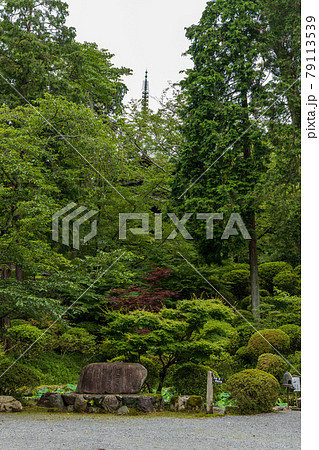 滋賀県大津市園城寺の庭園風景、三井寺、新緑、緑、お寺【6月】 79113539