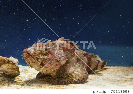 サツマカサゴ　カサゴ 79113693