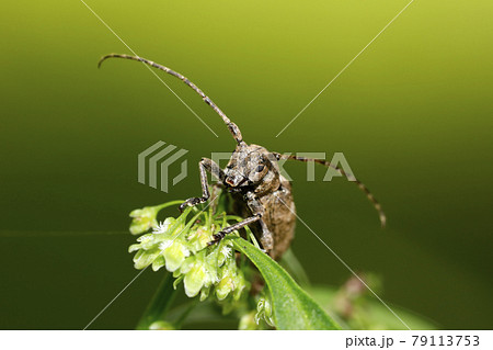 トガリシロオビサビカミキリ 79113753