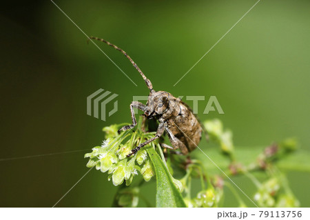 トガリシロオビサビカミキリ 79113756