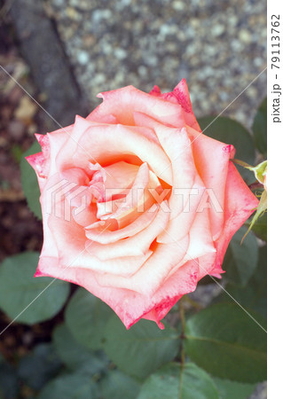 white-pink rose with leaves 79113762