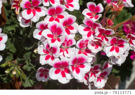 Beautiful white with red centers of pelargoniums 79113771