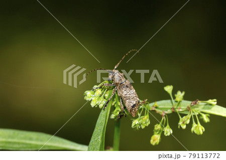 トガリシロオビサビカミキリ トガリシロオビサビカミキリ 79113772