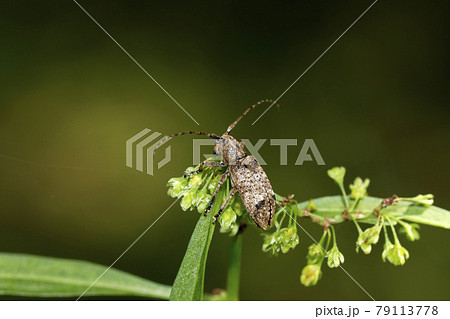 トガリシロオビサビカミキリ トガリシロオビサビカミキリ 79113778