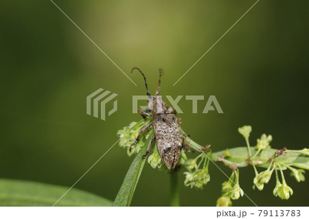 トガリシロオビサビカミキリ トガリシロオビサビカミキリ 79113783