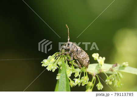 トガリシロオビサビカミキリ トガリシロオビサビカミキリ 79113785