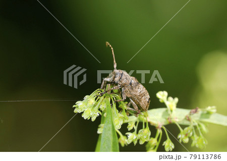 トガリシロオビサビカミキリ トガリシロオビサビカミキリ 79113786