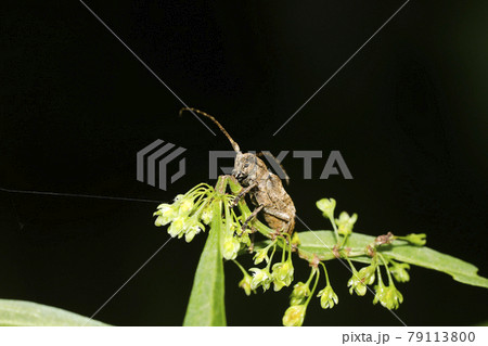 トガリシロオビサビカミキリ トガリシロオビサビカミキリ 79113800