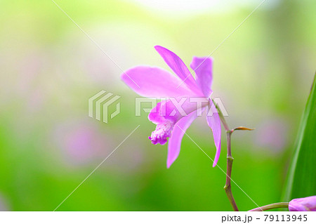 ふんわりしたピンク色のシラン ふんわりしたピンク色のシラン 79113945