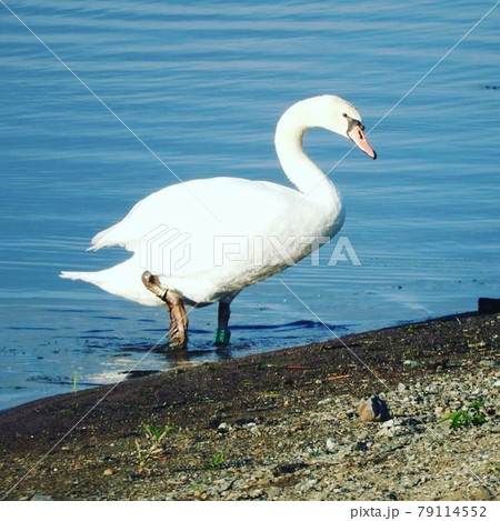 河口湖の白鳥の写真素材 [79114552] - PIXTA