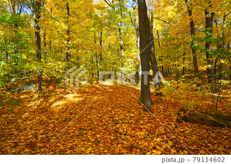 Colorful beautiful maple leaves in autumn. This is a romantic season. 79114602