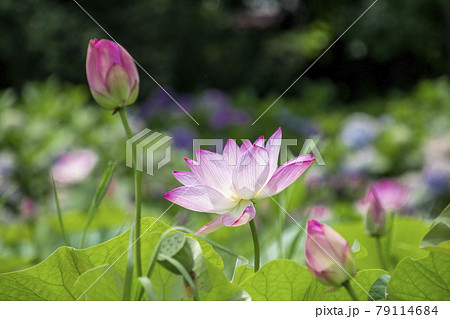 蓮の花と蕾 蓮の花と蕾 79114684