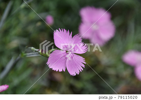 なでしこの花 なでしこの花 79115020
